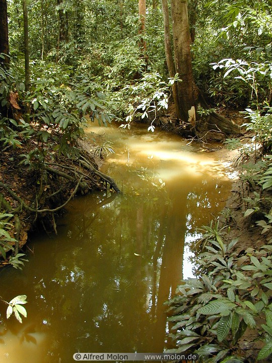 01 Sepilok park